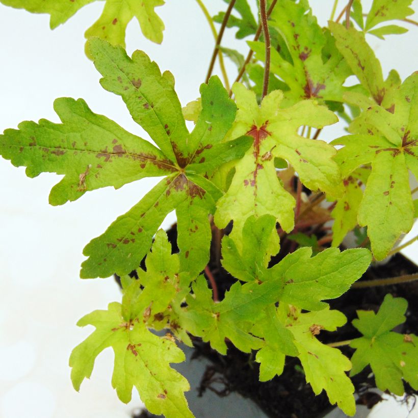Tiarelle - Tiarella Arpeggio (Foliage)