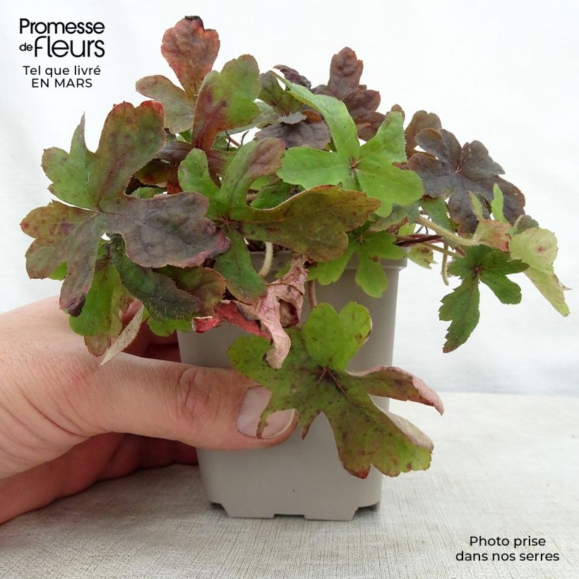 Spécimen de Tiarelle - Tiarella Spring Symphony Godet de 8/9 cm tel que livré au printemps