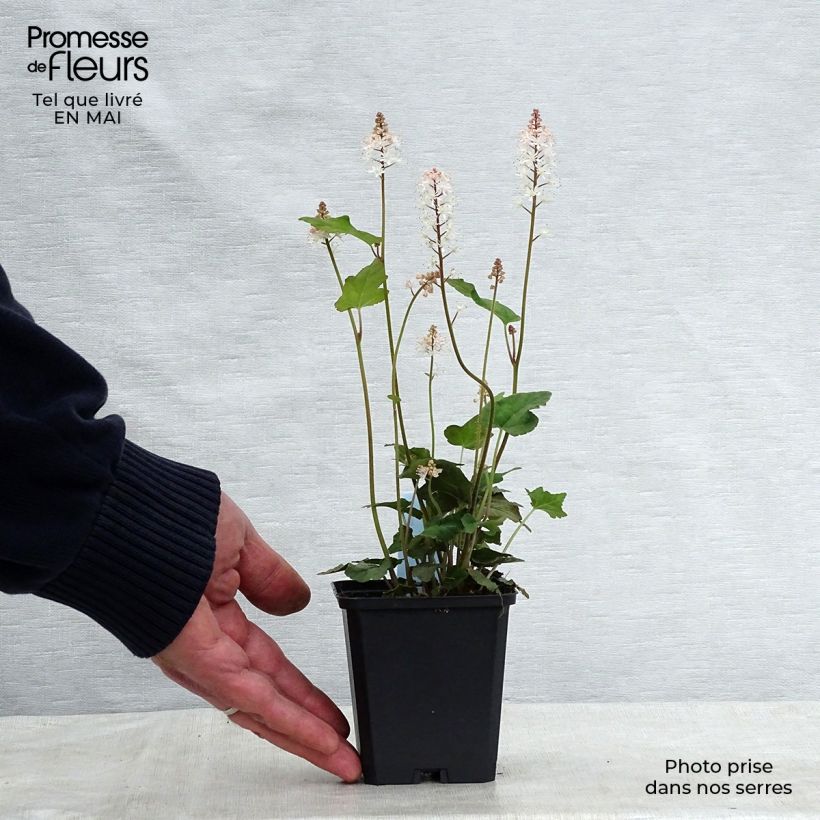 Spécimen de Tiarelle - Tiarella wherryi Godet de 8/9 cm tel que livré au printemps
