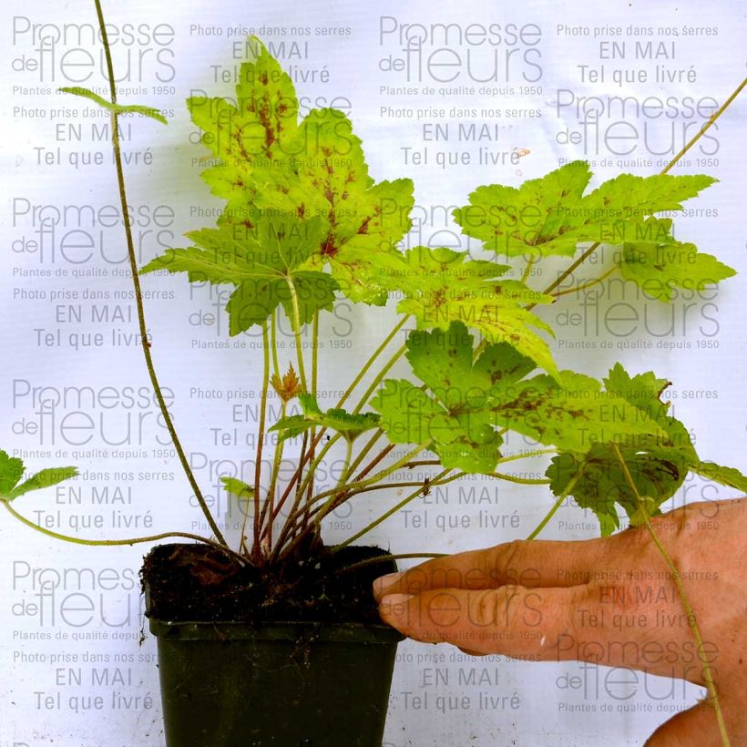 Example of Tiarelle Hybride - Tiarella Ninja Godet de 8/9 cm as you get