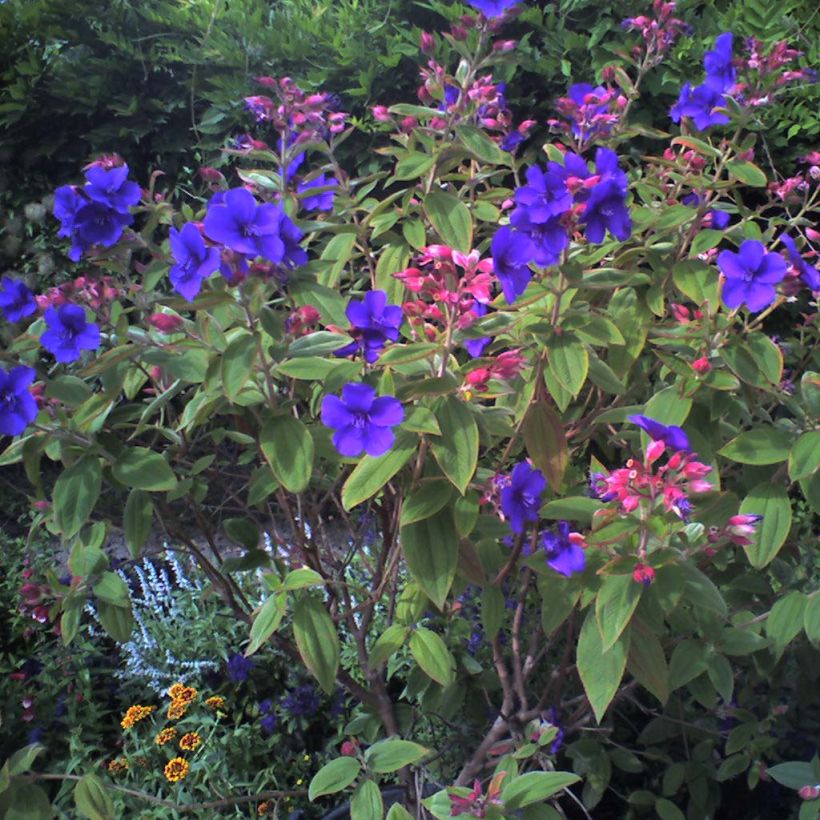 Tibouchina urvilleana - Tibouchine d'Urville (Plant habit)