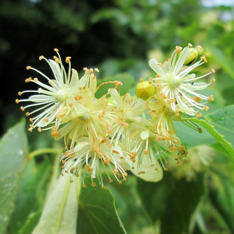 Tilia cordata - Tilleul à petites feuilles (Flowering)