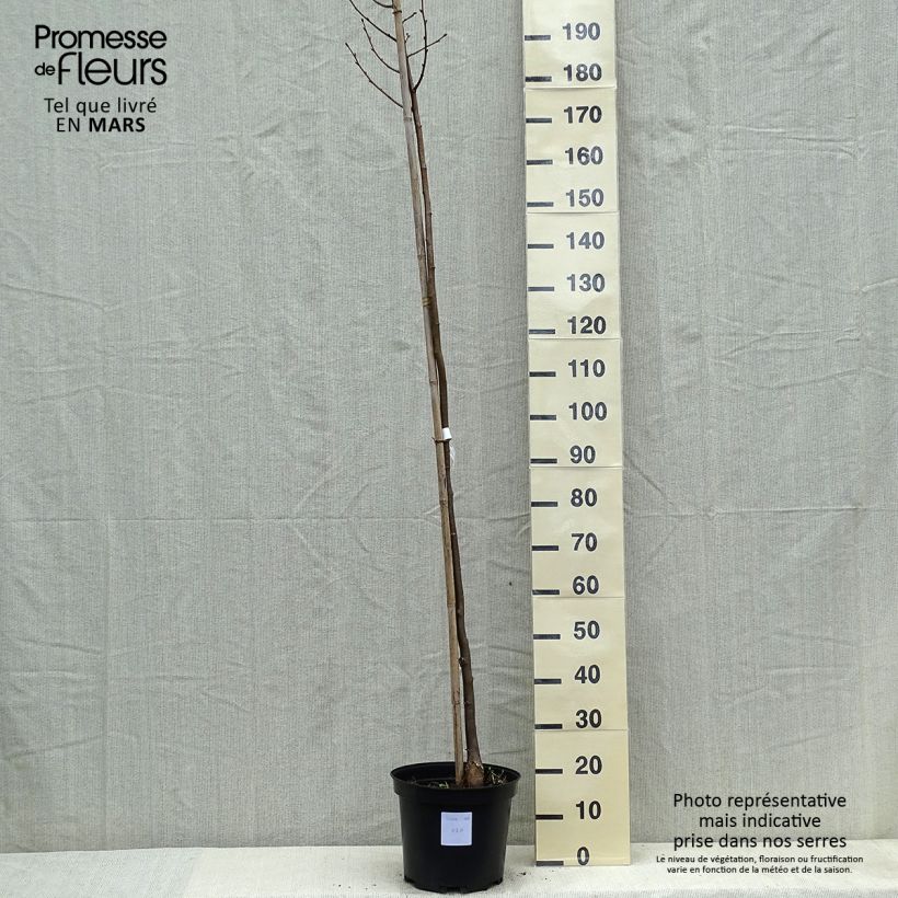 Spécimen de Tilia cordata Greenspire - Tilleul à petites feuilles Pot de 7,5L/10L tel que livré au printemps