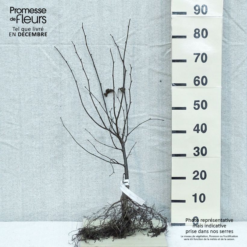 Example of Tilia cordata - Tilleul à petites feuilles Racines nues as you get in hiver