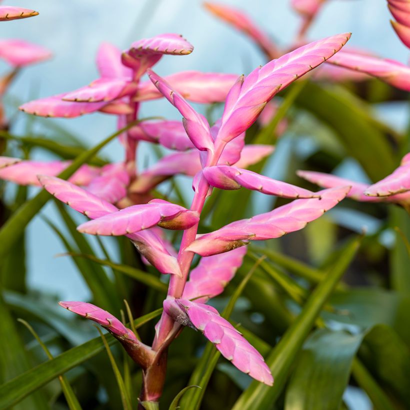 Tillandsia Andreas (Floraison)