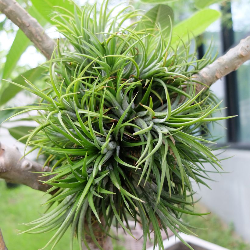 Tillandsia Mizuki (Plant habit)