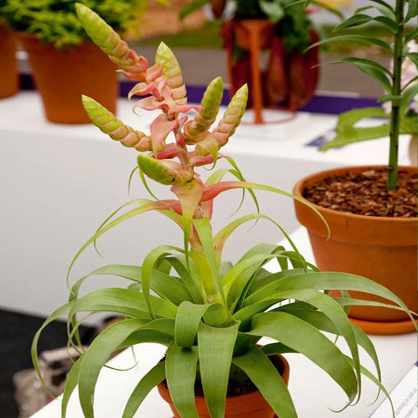 Tillandsia Samantha (Plant habit)