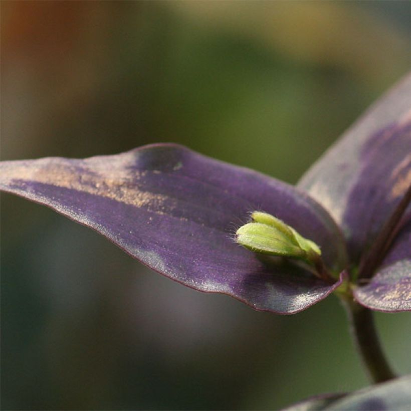 Tinantia pringlei (Feuillage)