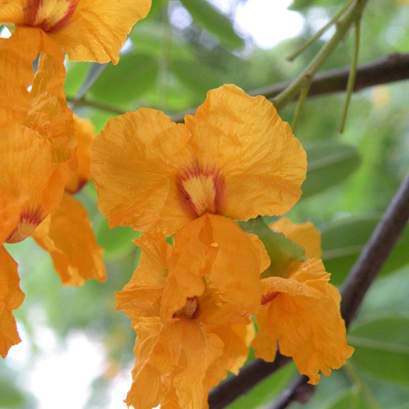 Tipuana tipu - Palo rosa, tipa (Floraison)