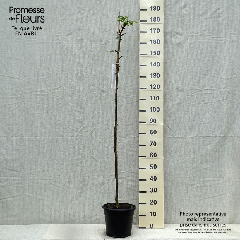 Spécimen de Tipuana tipu - Palo rosa, tipa Pot de 7,5L/10L tel que livré au printemps