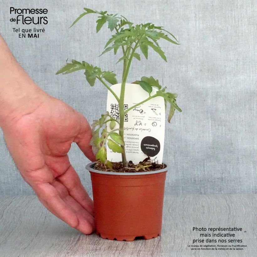 Spécimen de Tomate Ananas BIO Pot de 10 cm/11cm tel que livré au printemps