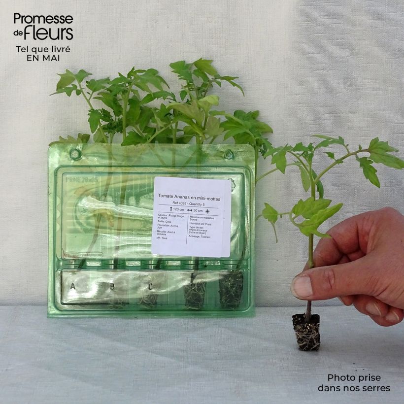Spécimen de Tomate Ananas en plants Mini-motte Ø 3/4 cm, Livré en hauteur de 5 à 10 cm tel que livré au printemps
