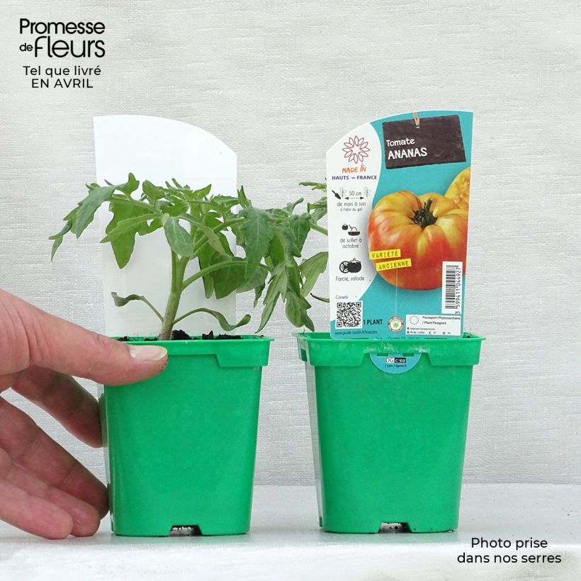 Spécimen de Tomate Ananas en plants Pot de 10 cm/11cm tel que livré au printemps