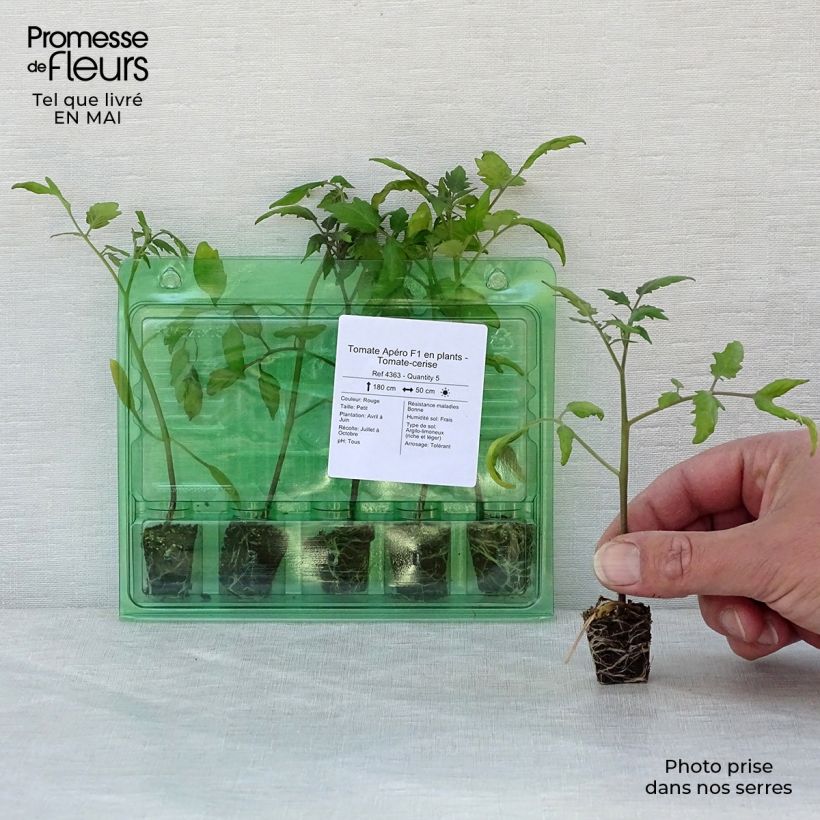Spécimen de Tomate Apéro F1 en plants - Tomate-cerise Mini-motte Ø 3/4 cm, Livré en hauteur de 5 à 10 cm tel que livré au printemps