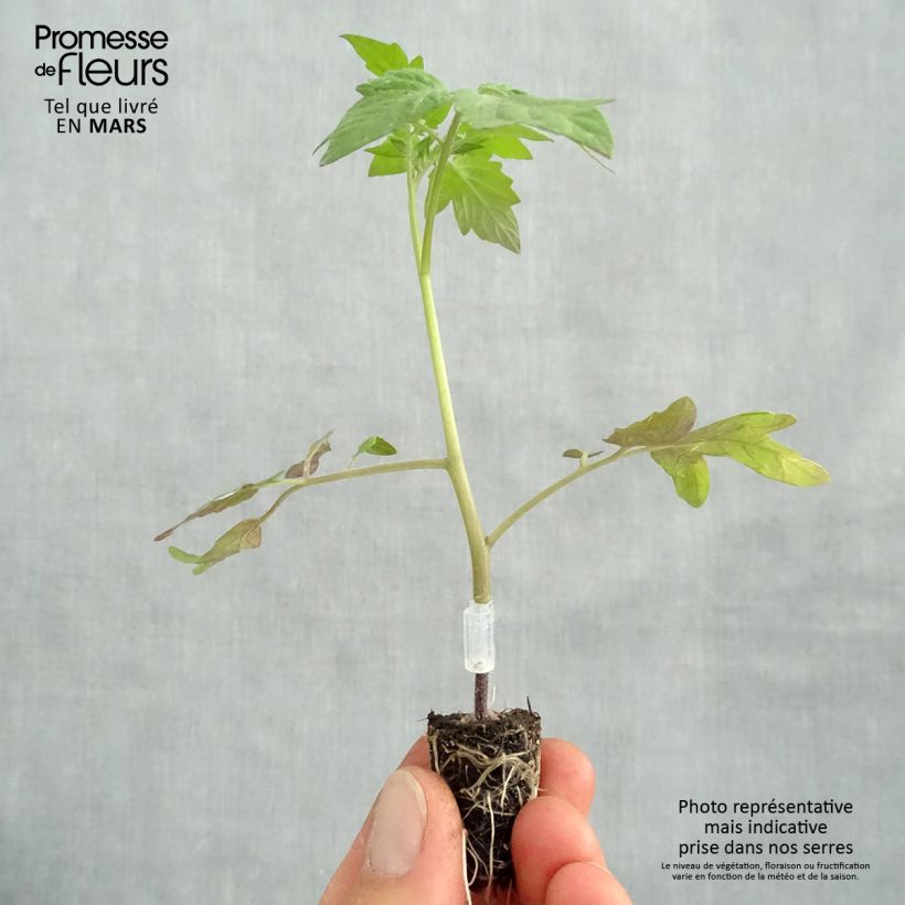 Spécimen de Tomate Apéro F1 en plants GREFFES BIO mini-mottes - Tomate-cerise Mini-motte Ø 1,5/2,5 cm tel que livré au printemps