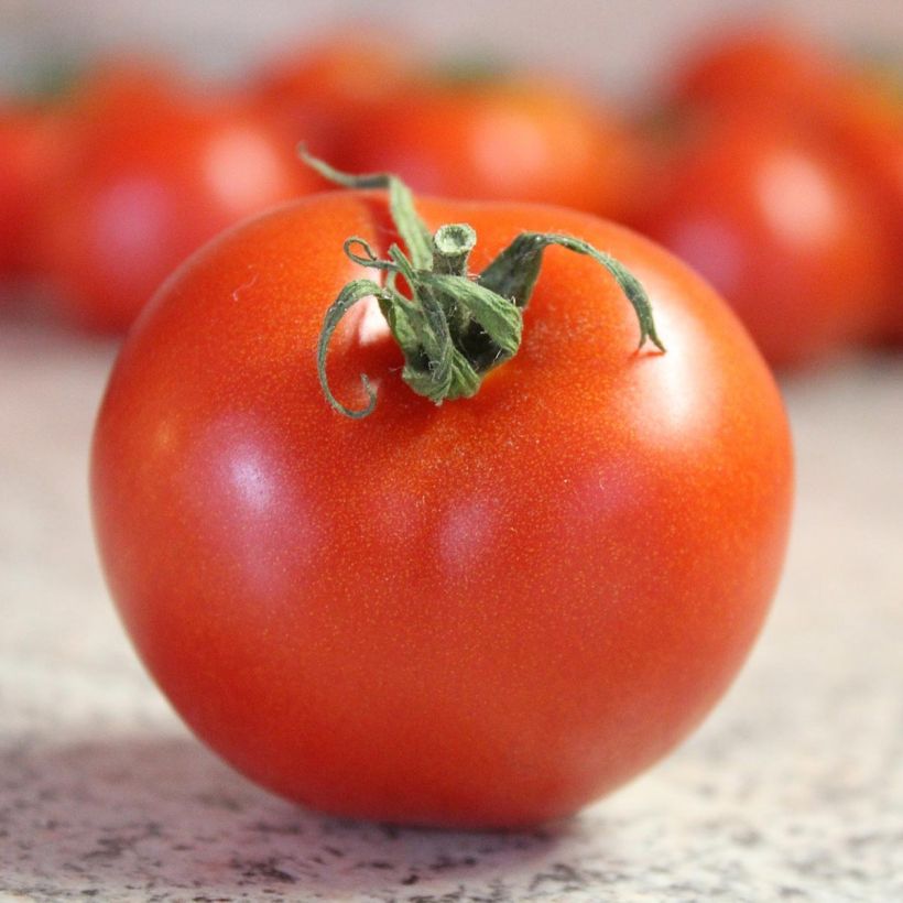 Tomate Bali F1 en plants (Récolte)