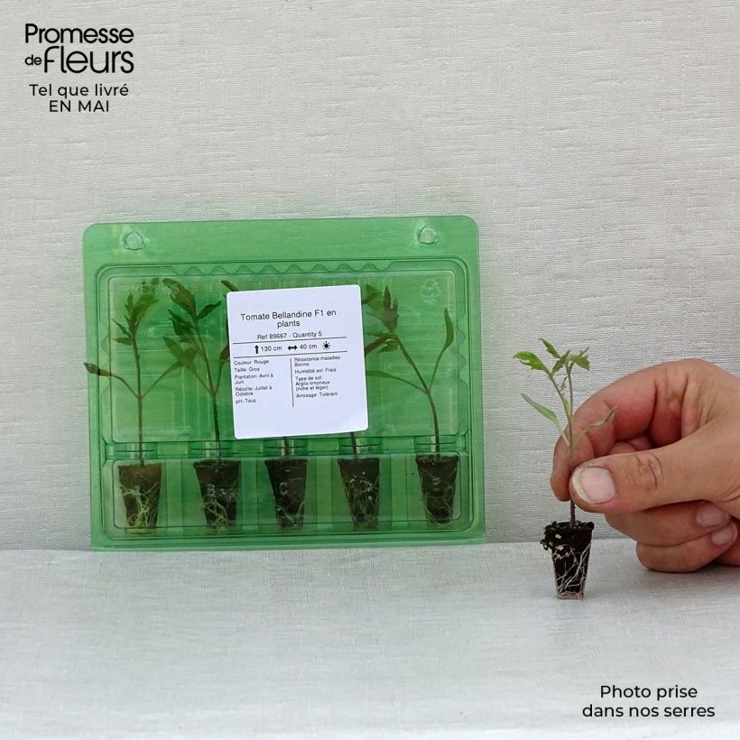 Spécimen de Tomate Bellandine F1 en plants Mini-motte Ø 1,5/2,5 cm tel que livré au printemps