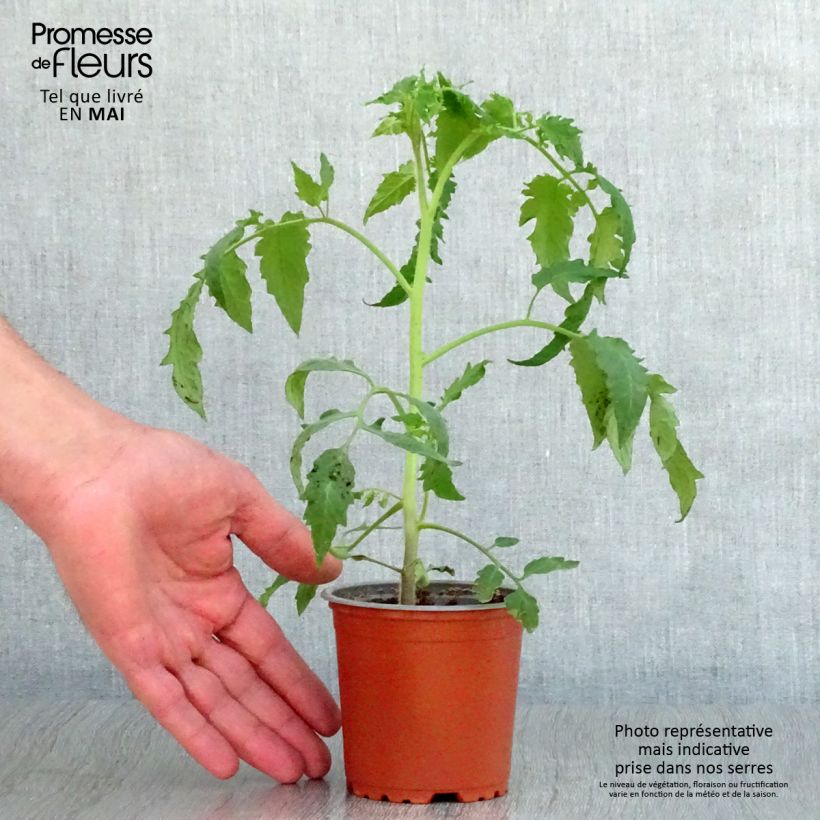 Spécimen de Tomate Bellandine F1 en plants Pot de 10 cm/11cm tel que livré au printemps