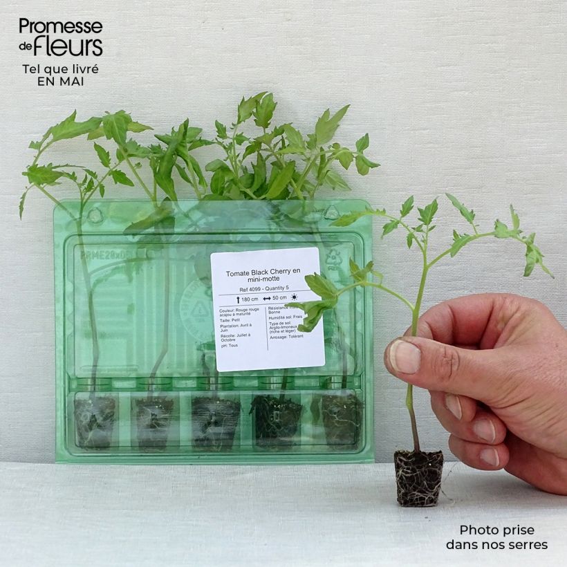 Spécimen de Tomate Black Cherry en plants Mini-motte Ø 3/4 cm, Livré en hauteur de 5 à 10 cm tel que livré au printemps