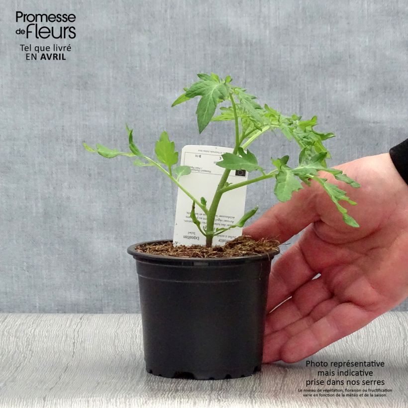Spécimen de Tomate Black Cherry en plants Pot de 10 cm/11cm tel que livré au printemps