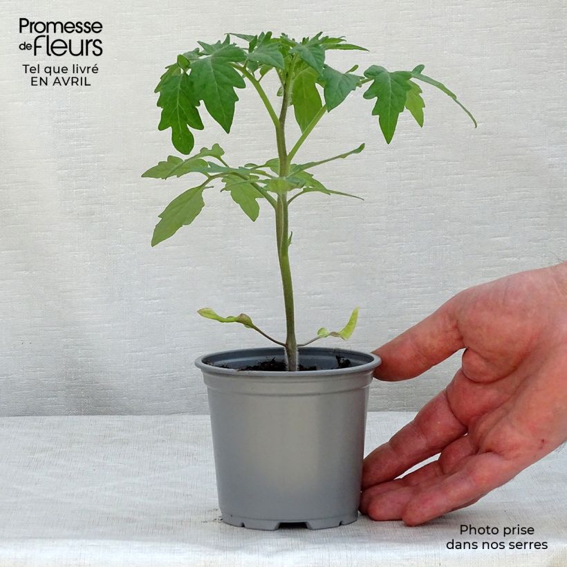 Spécimen de Tomate Buffalo Steak F1 en plants Pot de 10 cm/11cm tel que livré au printemps