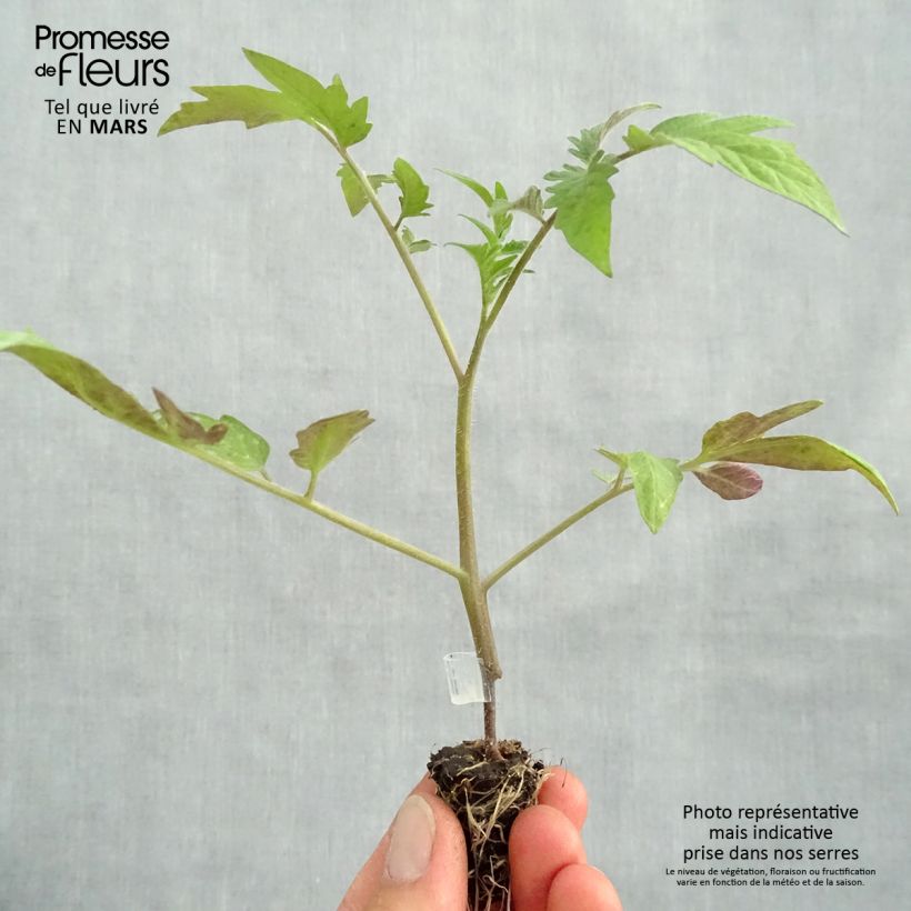 Spécimen de Tomate Buffalo Steak en plants GREFFES BIO - F1 en mini-mottes  Mini-motte Ø 1,5/2,5 cm tel que livré au printemps