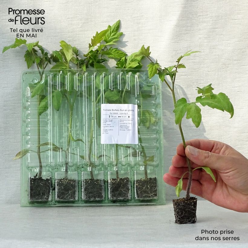 Spécimen de Tomate Buffalo Sun en plants Mini-motte Ø 3/4 cm tel que livré au printemps