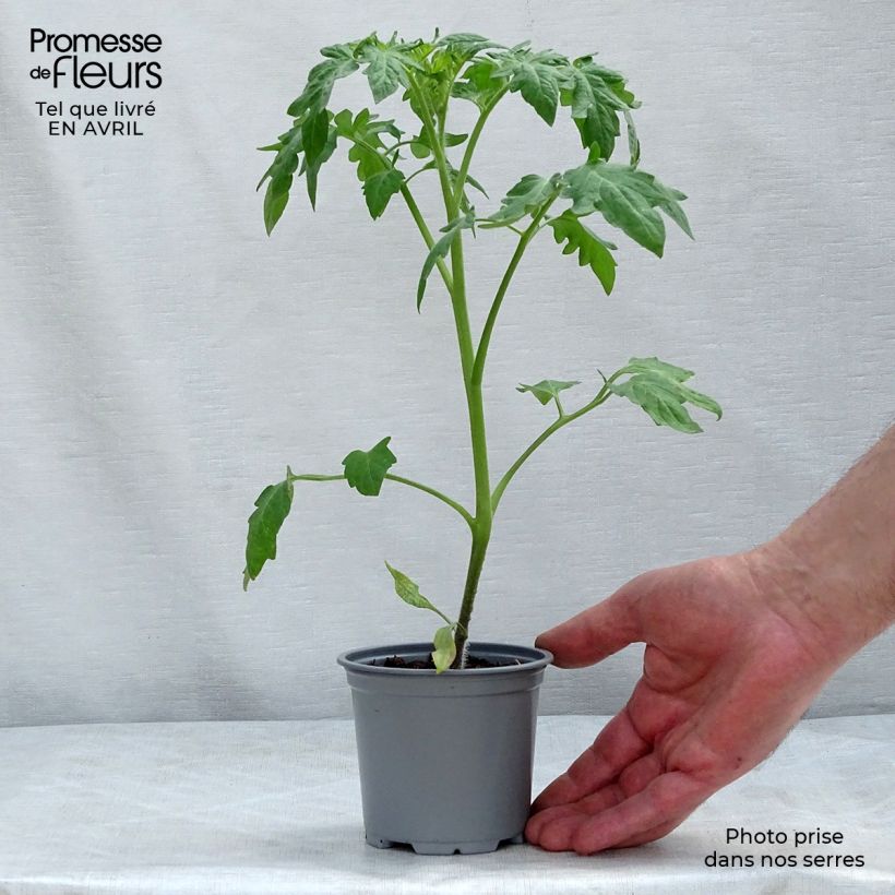 Spécimen de Tomate Buffalo Sun en plants Pot de 10 cm/11cm tel que livré au printemps