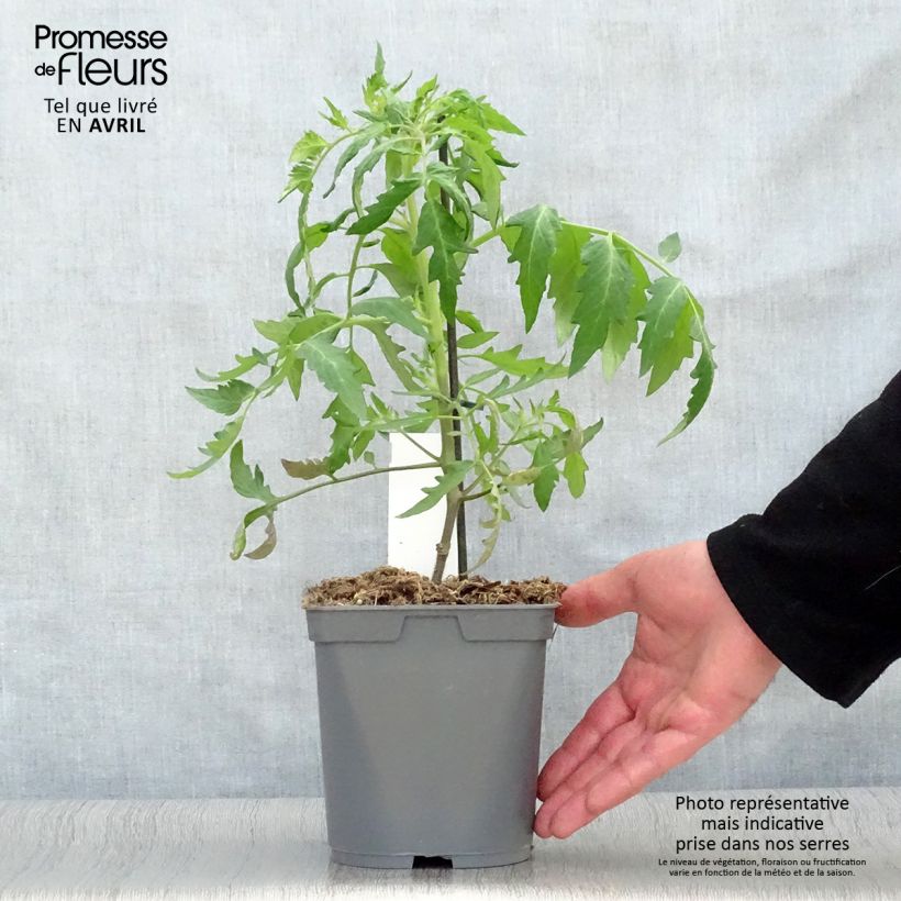 Spécimen de Tomate Cauralina F1 en plants GREFFES Pot de 2L/3L tel que livré au printemps