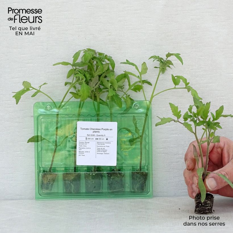 Spécimen de Tomate Cherokee Purple en plants Mini-motte Ø 3/4 cm, Livré en hauteur de 5 à 10 cm tel que livré au printemps