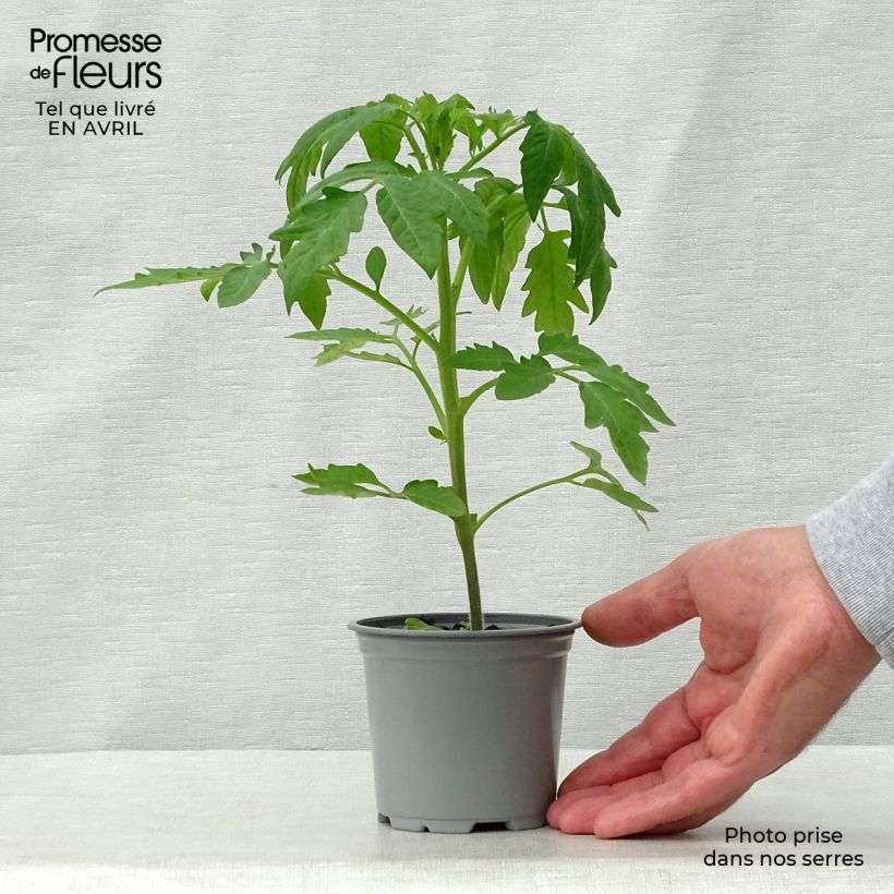 Spécimen de Tomate Cherokee Purple en plants Godet de 8/9 cm tel que livré au printemps