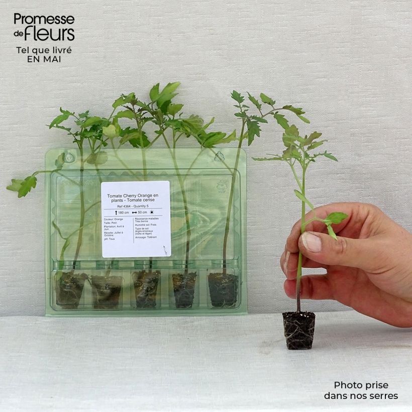 Spécimen de Tomate Cherry Orange en plants - Tomate cerise Mini-motte Ø 3/4 cm, Livré en hauteur de 5 à 10 cm tel que livré au printemps
