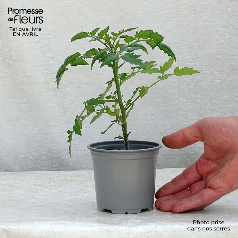 Spécimen de Tomate Cherry Orange en plants - Tomate cerise Godet de 8/9 cm tel que livré au printemps