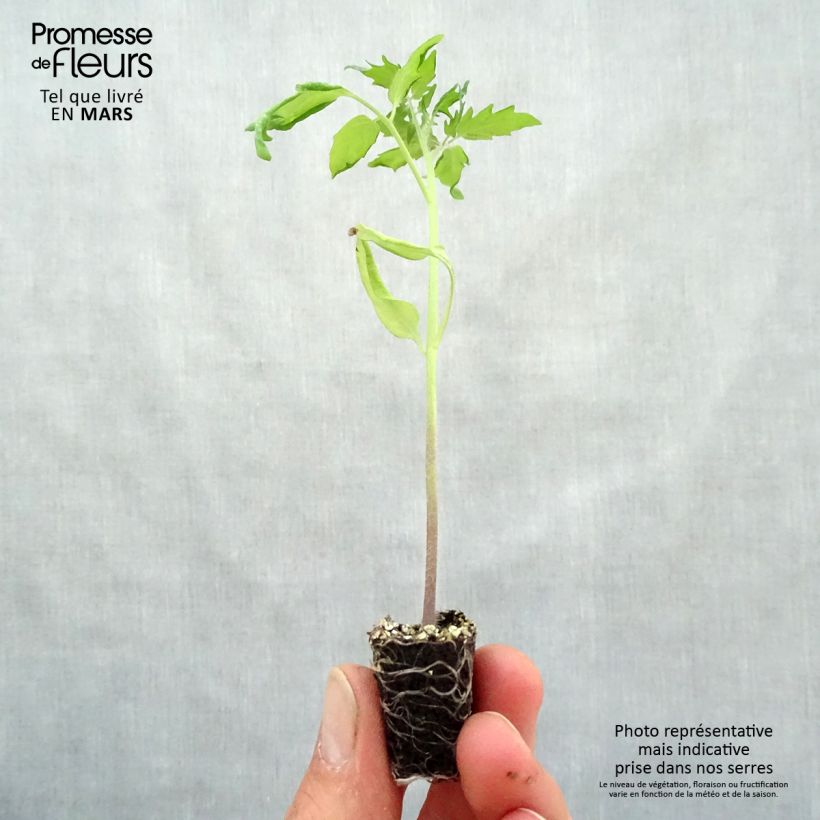 Spécimen de Tomate Cherry Yellow en plants - Tomate-cerise Mini-motte Ø 3/4 cm, Livré en hauteur de 5 à 10 cm tel que livré au printemps