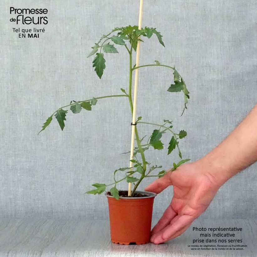 Spécimen de Tomate Cherry Yellow en plants - Tomate-cerise Godet de 8/9 cm tel que livré au printemps