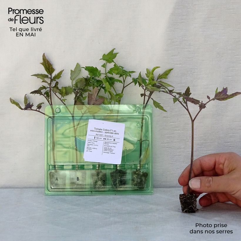 Spécimen de Tomate Cobra F1 en plants - spéciale abris Mini-motte Ø 3/4 cm, Plant vert de 5 cm de haut environ tel que livré au printemps