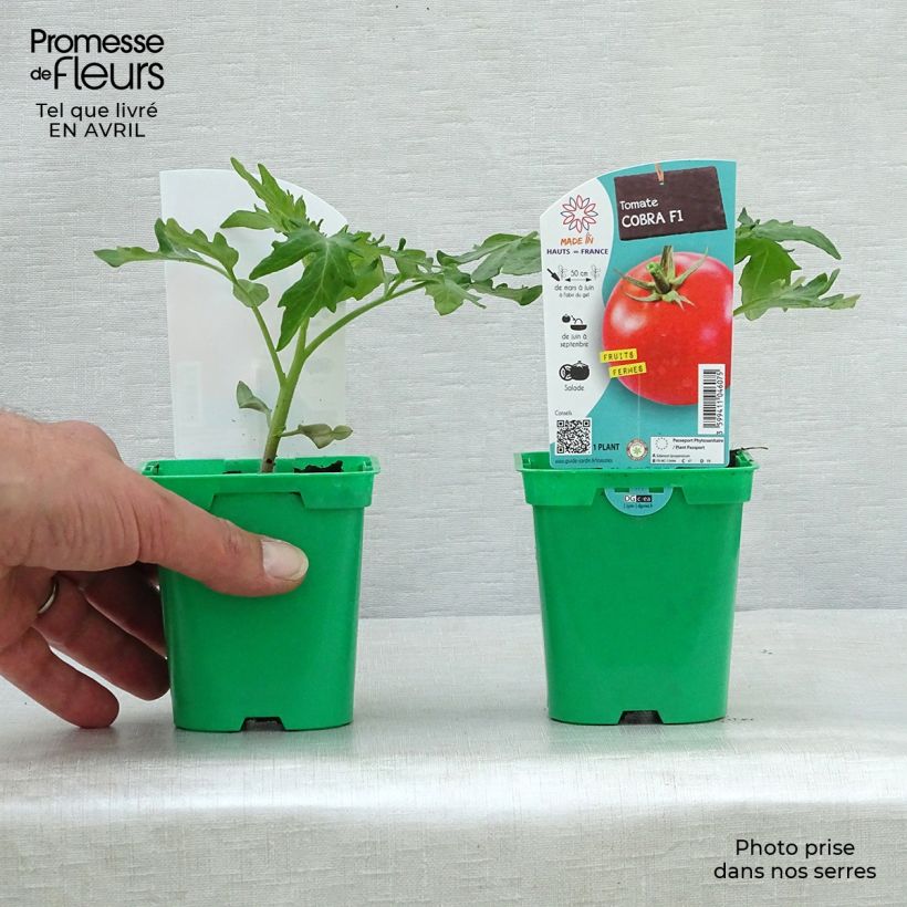 Spécimen de Tomate Cobra F1 en plants - spéciale abris Pot de 10 cm/11cm tel que livré au printemps
