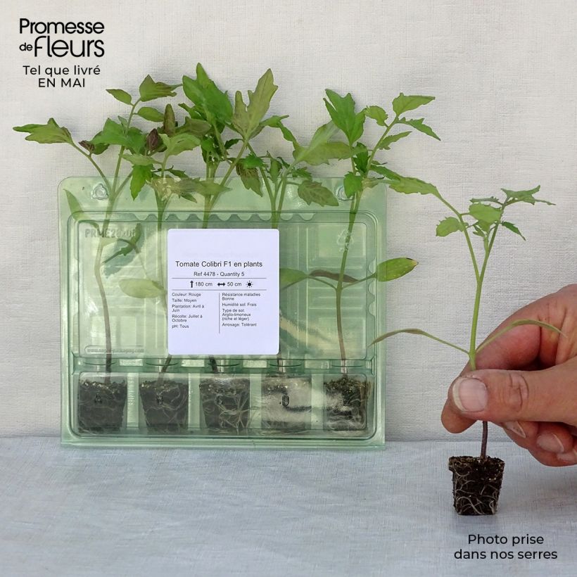 Spécimen de Tomate Colibri F1 en plants  Mini-motte Ø 3/4 cm tel que livré au printemps