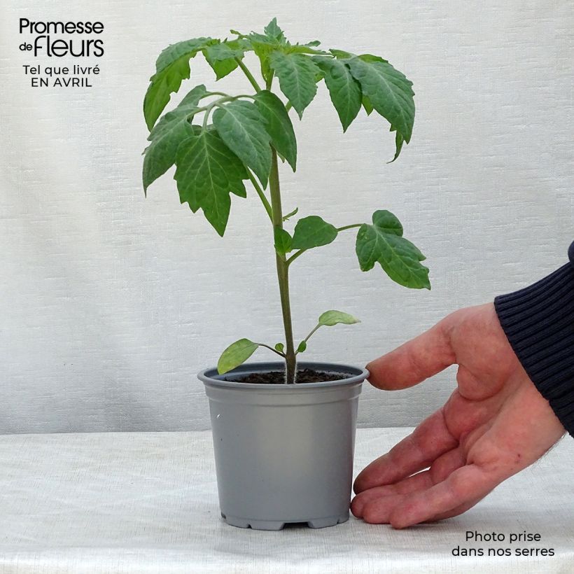 Spécimen de Tomate Colibri F1 en plants  Godet de 8/9 cm tel que livré au printemps
