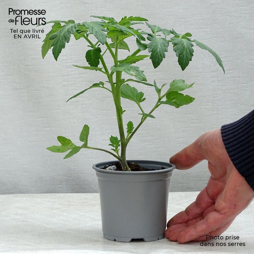 Spécimen de Tomate Cookie F1 en plants GREFFES - La Sélection du Chef Godet de 8/9 cm tel que livré au printemps