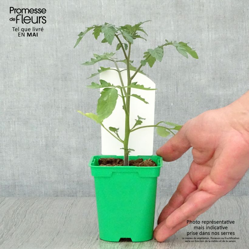 Spécimen de Tomate Cookie F1 mélange en plants Pot de 10 cm/11cm tel que livré au printemps