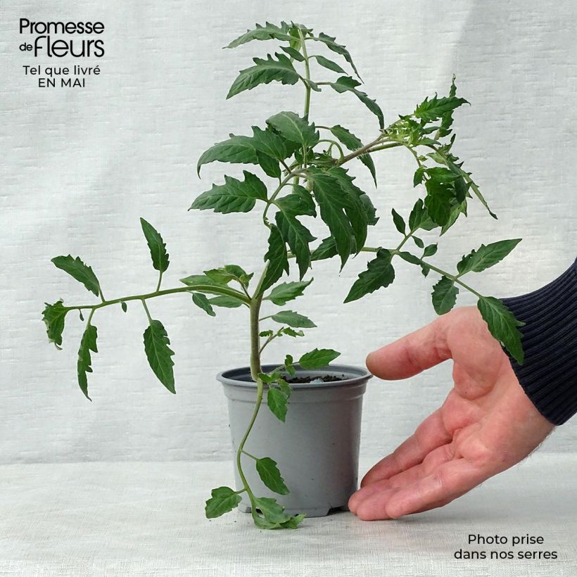Spécimen de Tomate Cornabel F1 en plants GREFFES - Cornue des Andes hybride Godet de 8/9 cm tel que livré au printemps