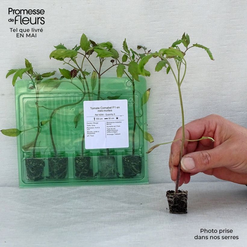 Spécimen de Tomate Cornabel F1 en plants - Cornue des Andes hybride Mini-motte Ø 3/4 cm, Livré en hauteur de 5 à 10 cm tel que livré au printemps