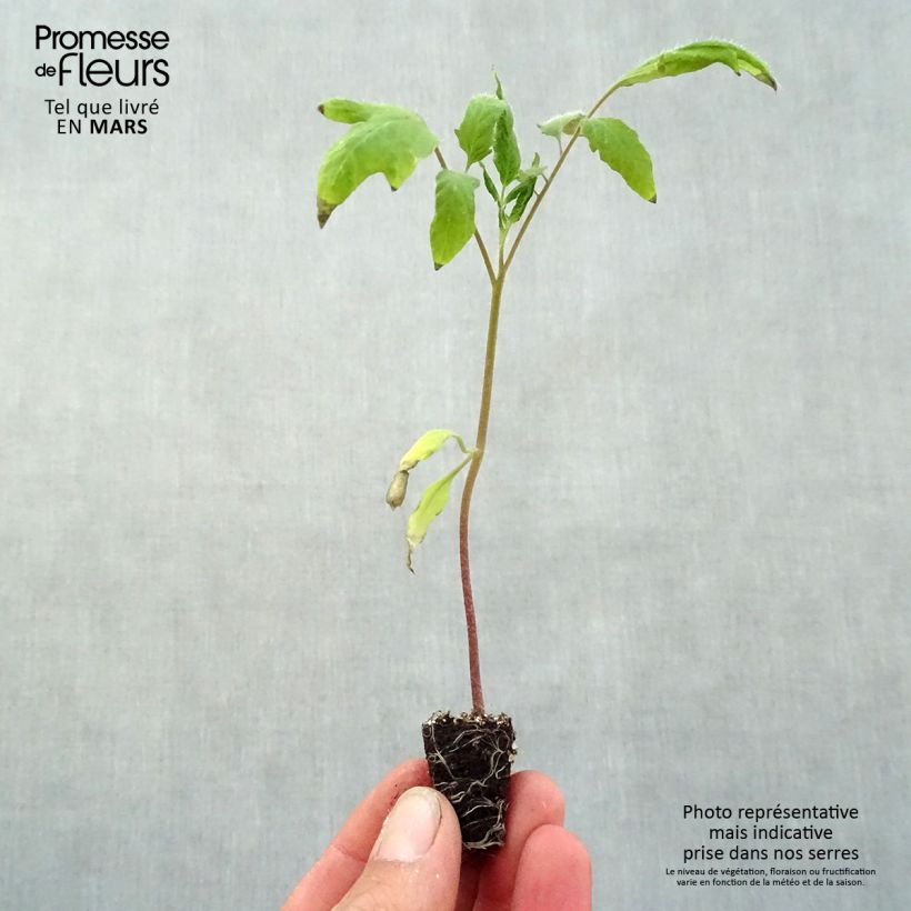 Example of Tomate Cornue des Andes en plants - Andine Cornue Mini-motte Ø 3/4 cm, Livré en hauteur de 5 à 10 cm as you get in printemps