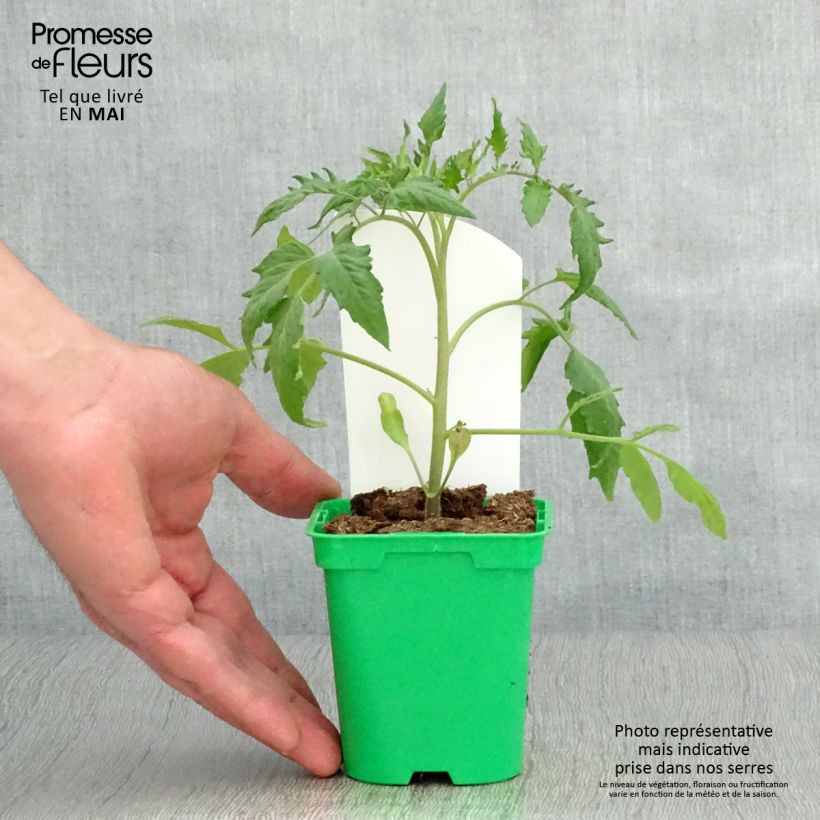 Example of Tomate Cornue des Andes en plants - Andine Cornue Pot de 10 cm/11cm as you get in printemps