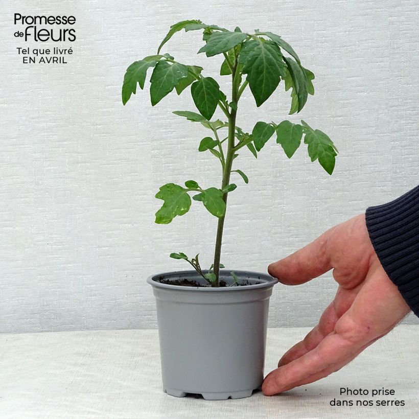 Spécimen de Tomate Crokini F1 en plants - Tomate-cerise Pot de 10 cm/11cm tel que livré au printemps