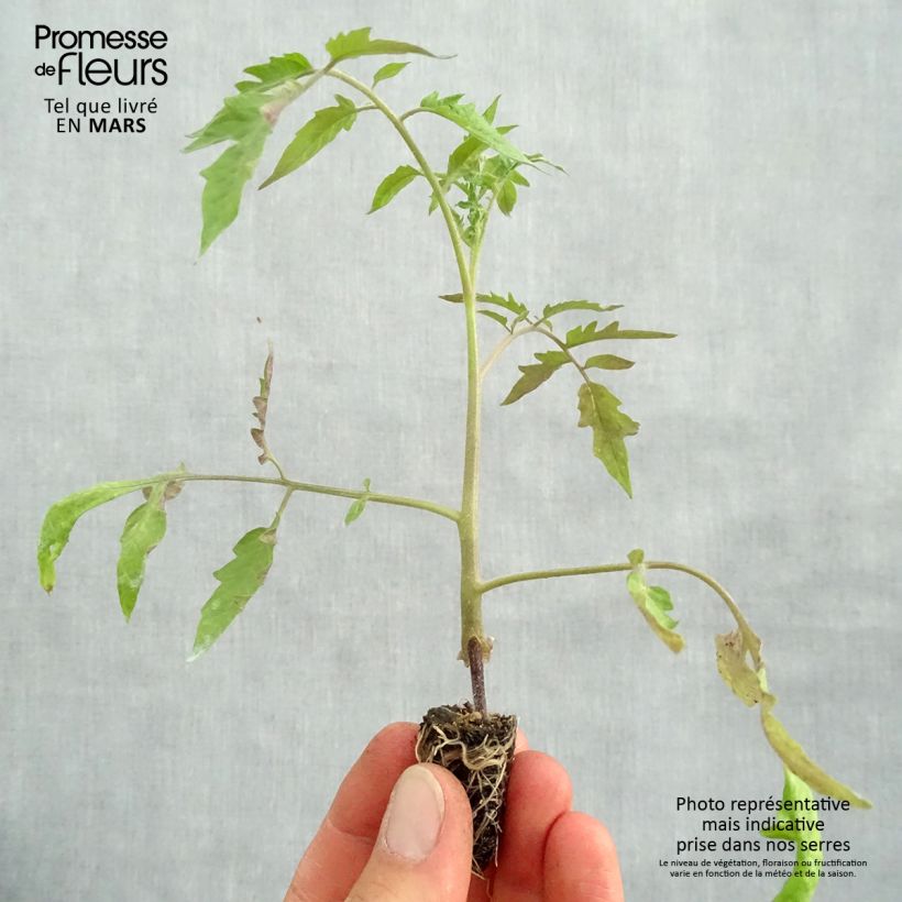Spécimen de Tomate Cuor di Bue BIO en plants GREFFES en mini-mottes - Cœur de Bœuf Mini-motte Ø 1,5/2,5 cm tel que livré au printemps