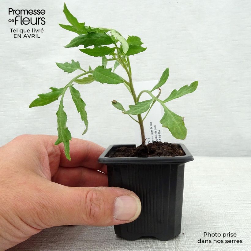 Example of Tomate Cuor di Bue en plants - Cœur de Bœuf Godet de 7/8 cm as you get in printemps