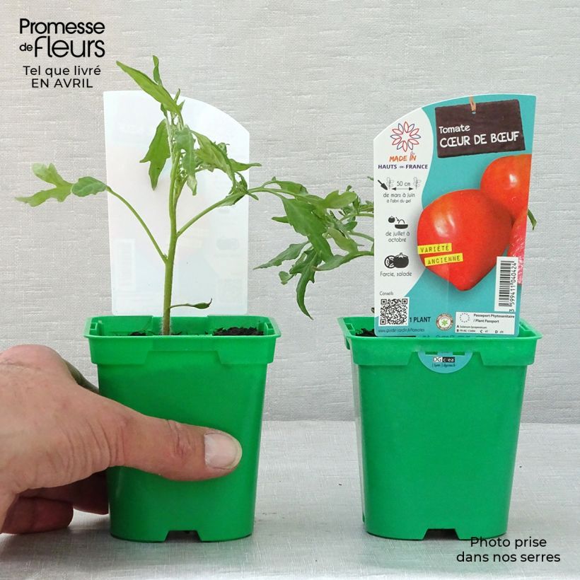 Example of Tomate Cuor di Bue en plants - Cœur de Bœuf Pot de 10 cm/11cm as you get in printemps