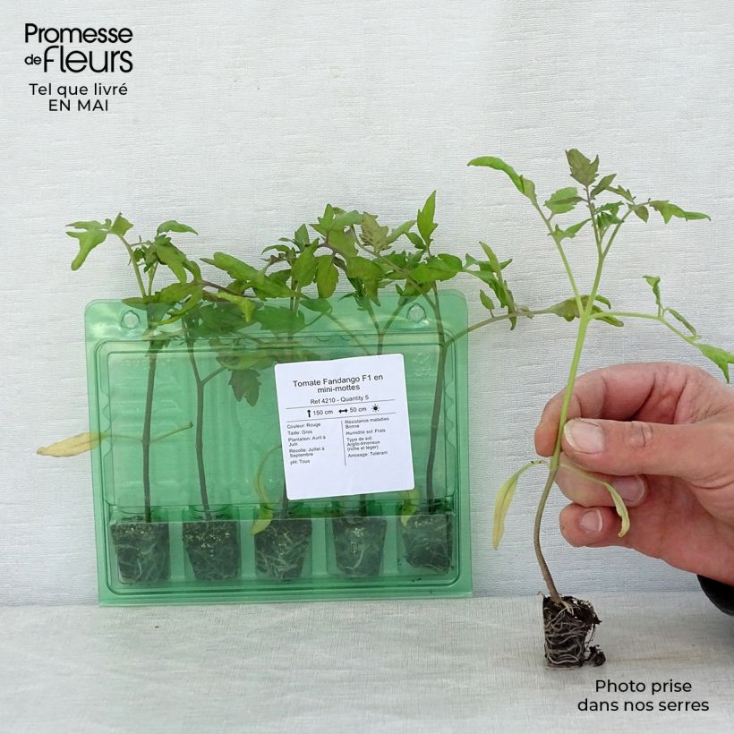 Spécimen de Tomate Fandango F1 en plants Mini-motte Ø 3/4 cm, Livré en hauteur de 5 à 10 cm tel que livré au printemps